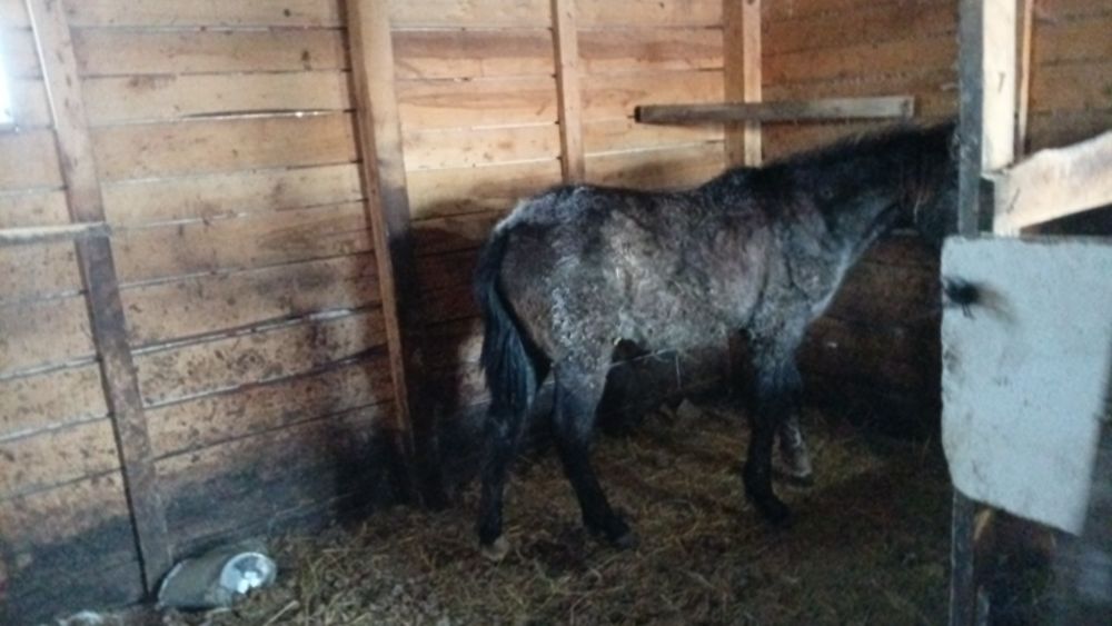 Продам жеребчика 10 мнсяцев