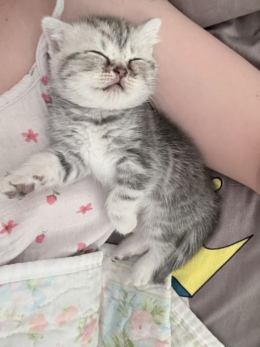 Вислоухий Шотландец. Мальчик