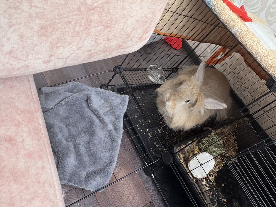 Декоративный кролик