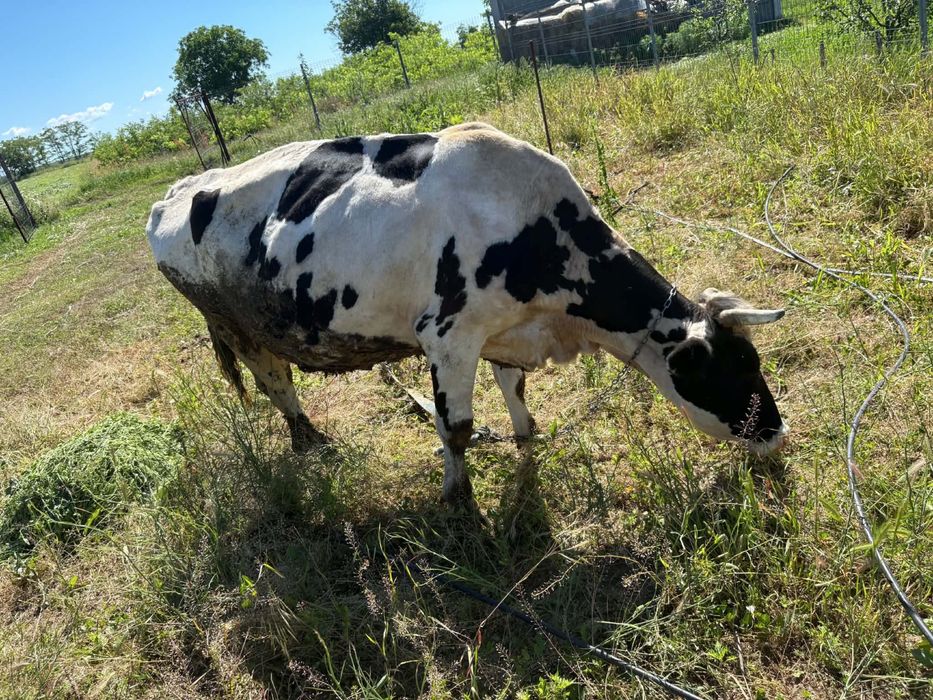 2 vaci bune de lapte de vanzare