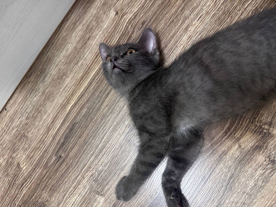 кошка  скотиш страйт