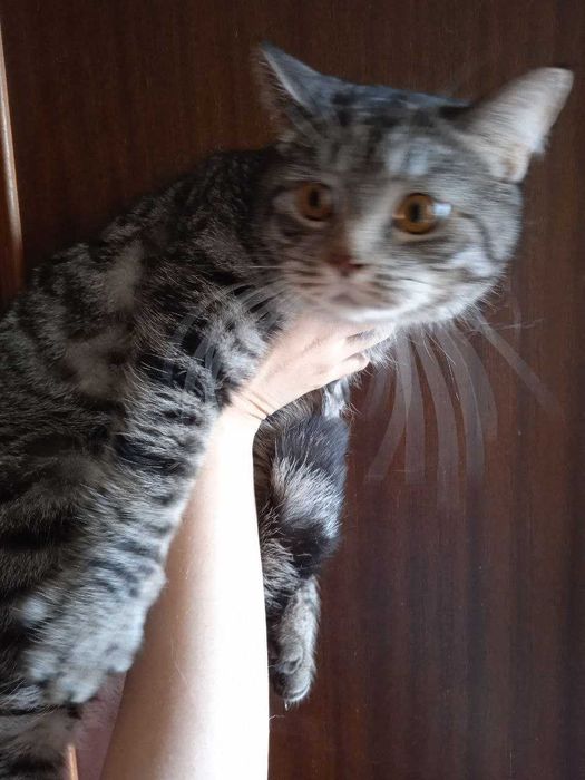 Кот британец -шиншила, кастрат 1 год.