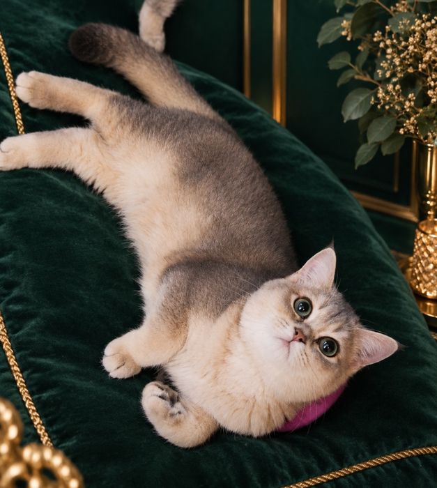 Котята большой выбор Алматы