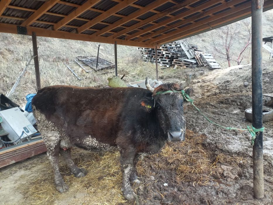 Сиыр Корова қол баққан үйдің сиыры