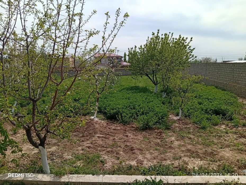 Dacha oqtosh alohida