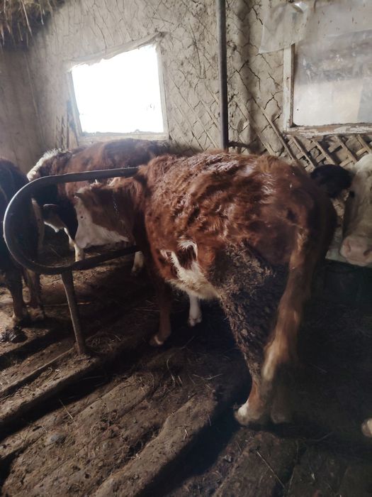 Продам тёлку 1,5