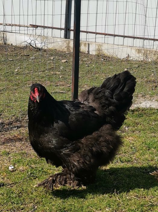 Păsări rasa cochinchina