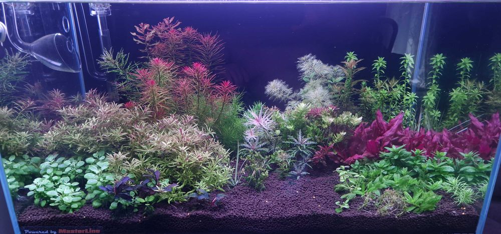 Plante naturale de acvariu + Gratis 10 Capsule Nutritive pt. Rădăcini