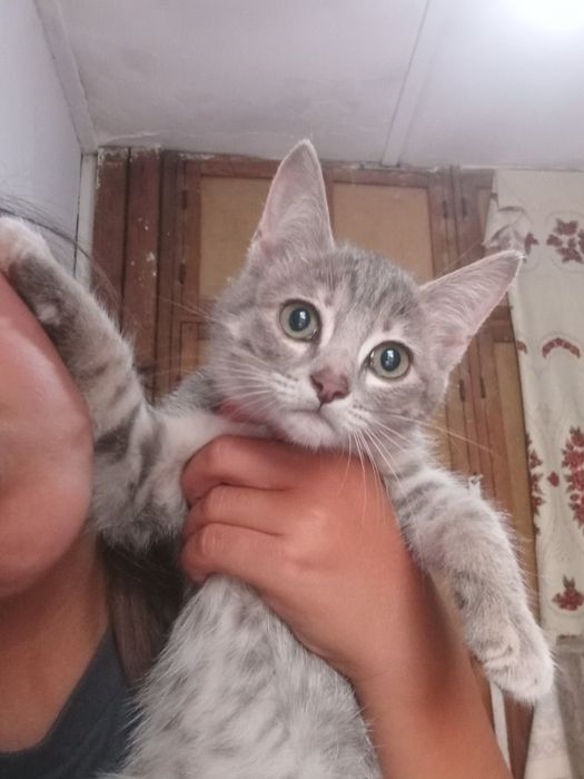Отдам котят хорошие руки