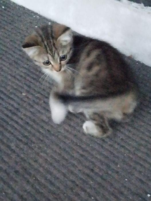 Котята 3 месяца, умные