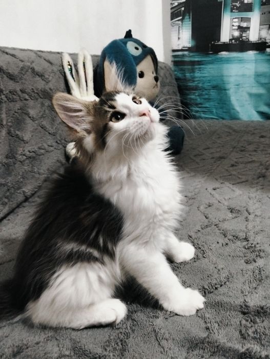 Котята породы Мейнкун!