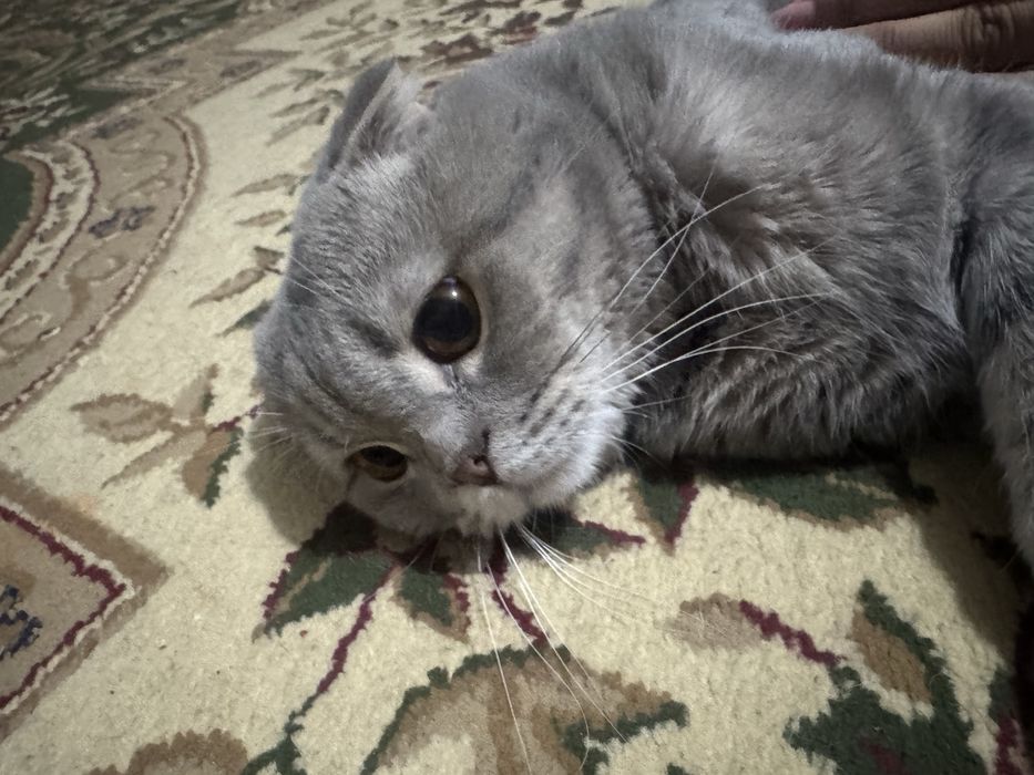Кошка мужик ватсап