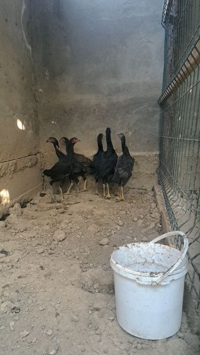 Бойцовы петухи дакан