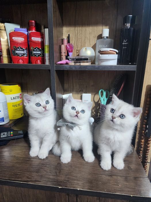 серебристый шиншилла