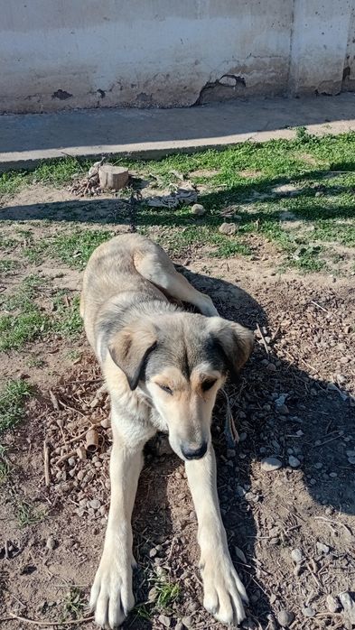 Зоттор ит сотилади