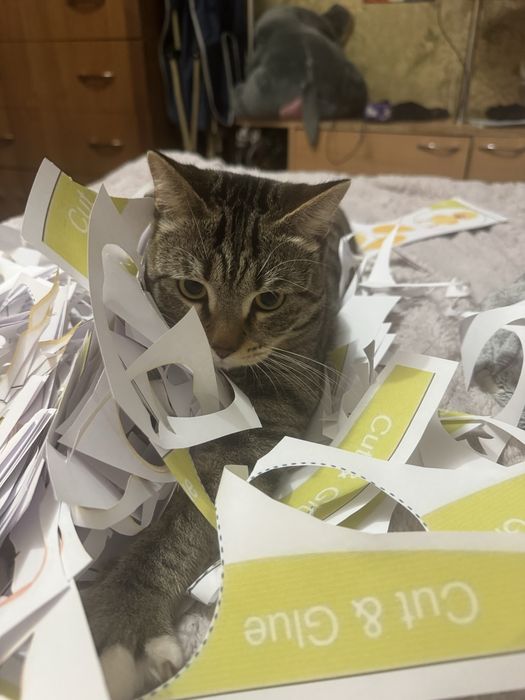 Отдам взрослого кота