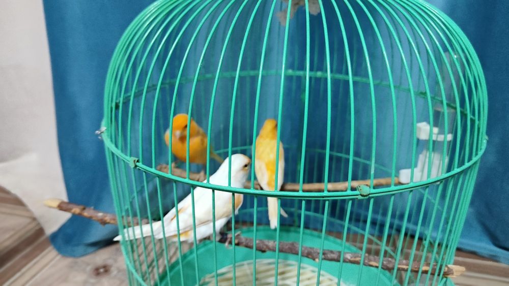 Канарейки кенар канарейка