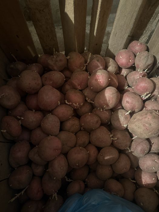 Продам семенной картофель