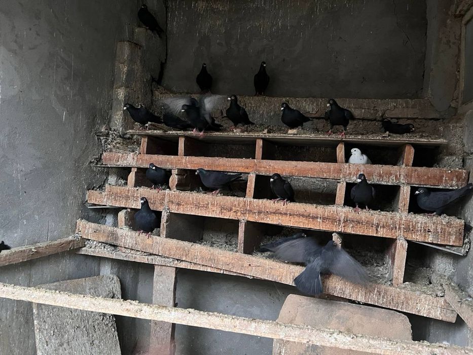 Дракон кабутарлар сотилади