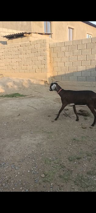 Ешкі сатылады,  Англонуб.