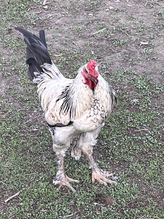 Продам молодого петушка