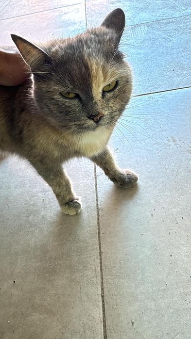 Кошка нашли на улице