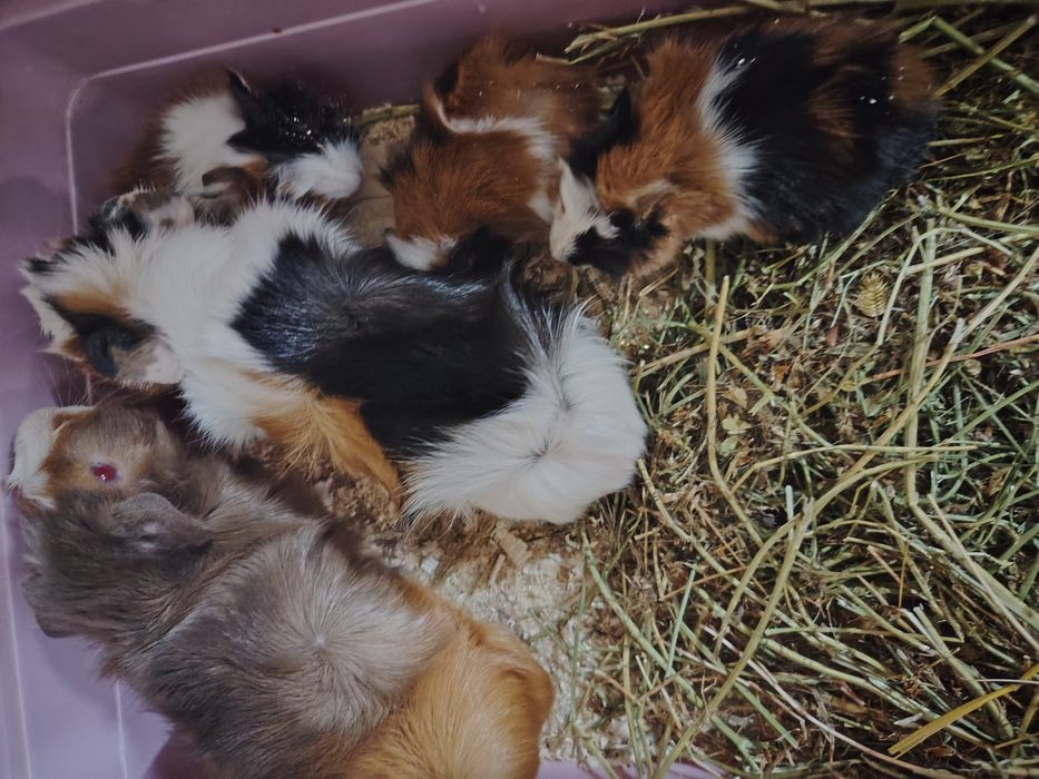 Морские свинки продам