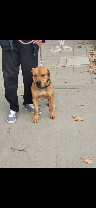 Подарявам куче питбул