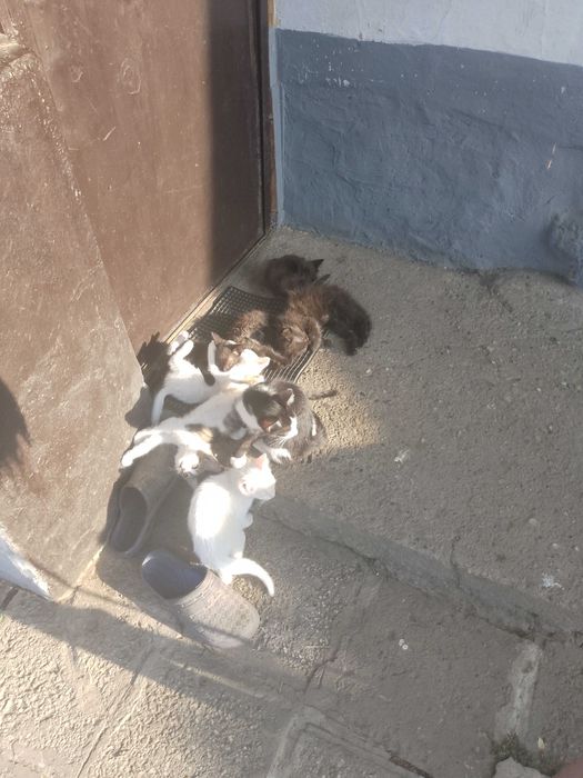 Подарявам малки котета