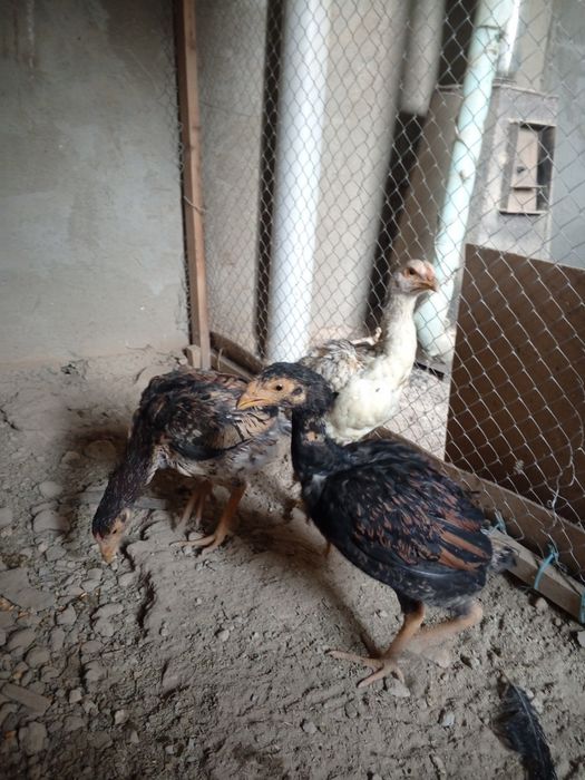 Joja tovuqlar sotiladi