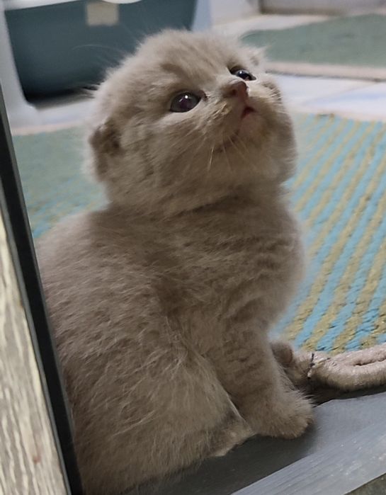 Продаются котята