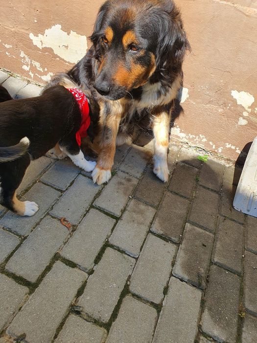 dăm spre adopție Puiuți adorabili