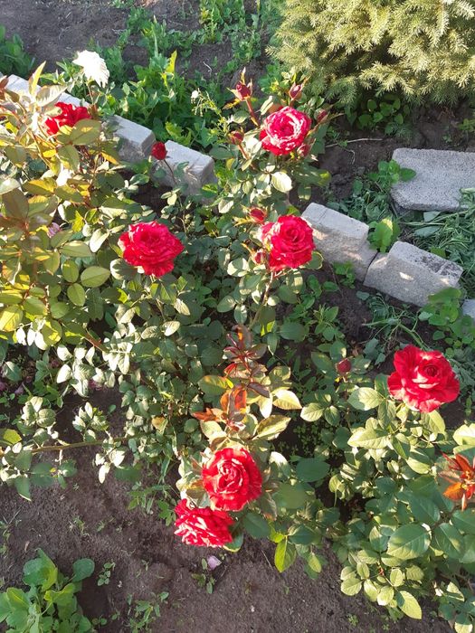 Продам дачу фёдоравка