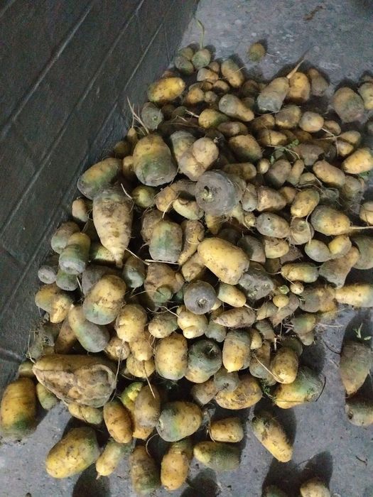 Yem uchun sabzi  cheklanmagan miqdorda bor