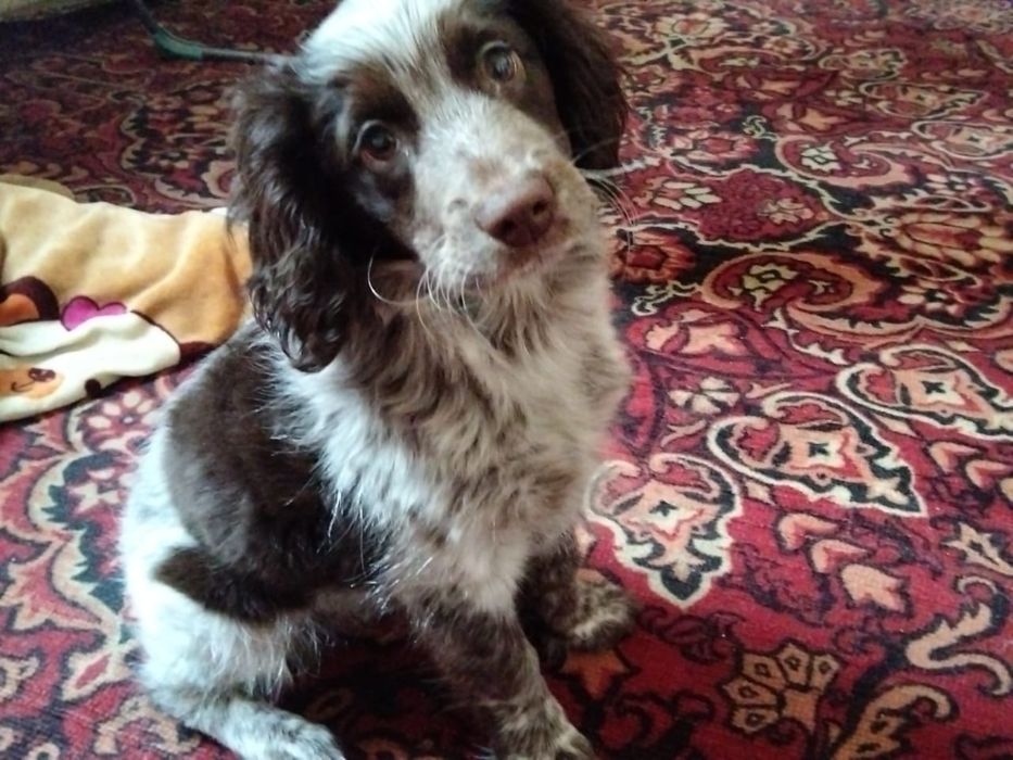 Отдам в добрые руки спаниельку