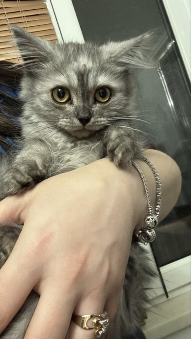 Отдам котят в добрые руки