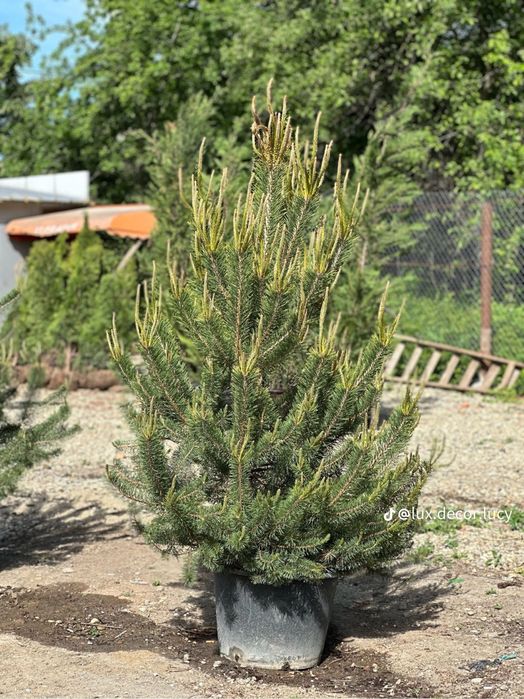 Plante ornamentale- oferte speciale