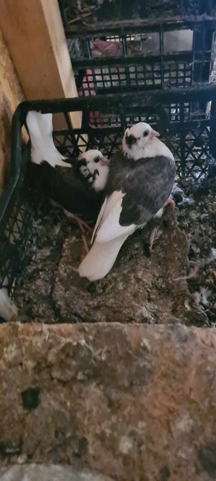 Vand Jucatori de Amara