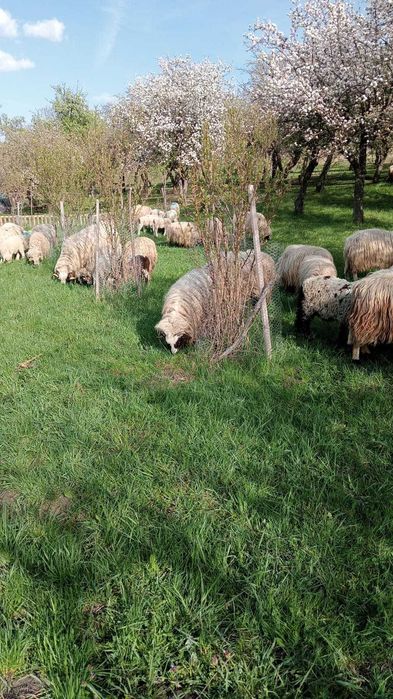 Vând oi cu miei pe alesu