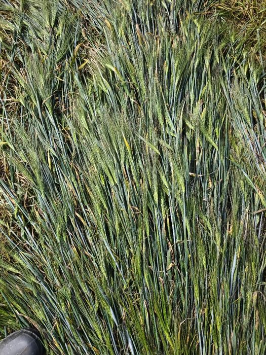 Vând fân de orz 2025