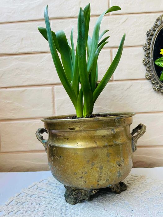 Красива месингова кашпа от Англия със зюмбюл