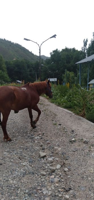 Конь мерин 5 летом