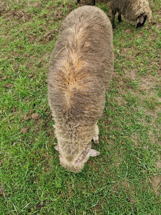 De vânzare 1 berbec