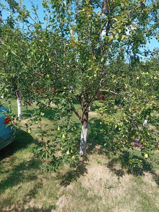 Pere 100% bio, romanesti, de vara, soi Duset alb, nestropite