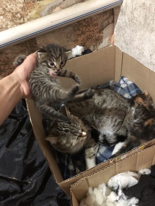 Отдаем котят самостоятельные