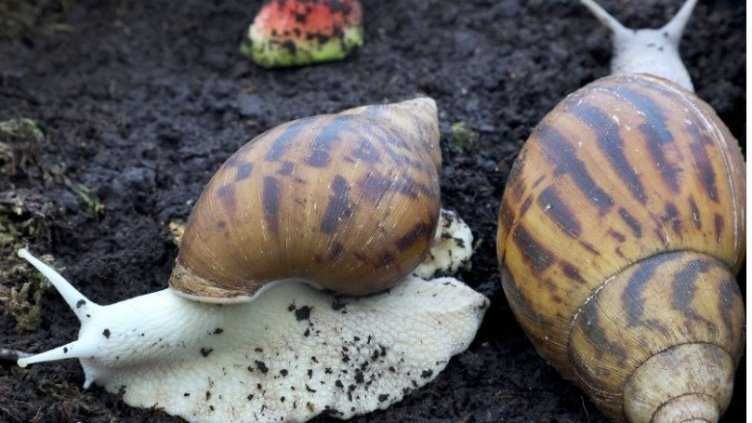 гигантски африкански охлюви