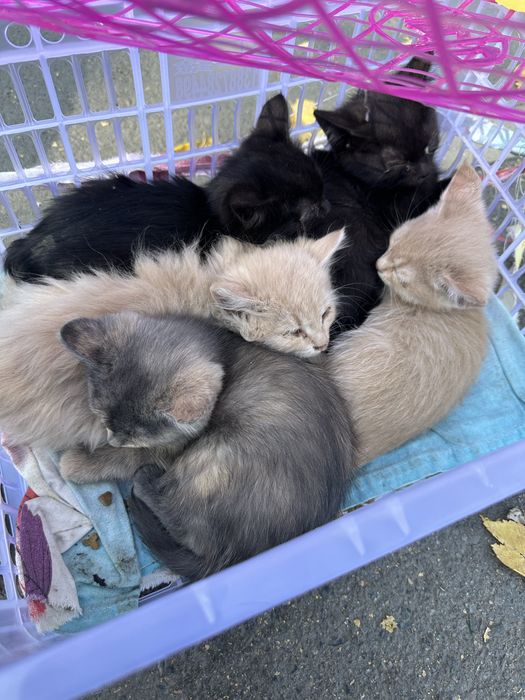 Отдается котенки
