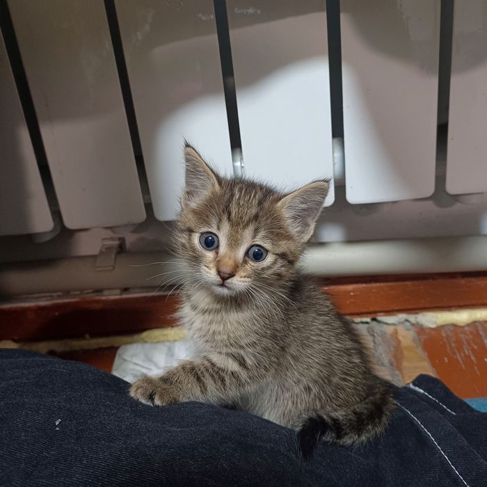 Одам котята в хорошое руки