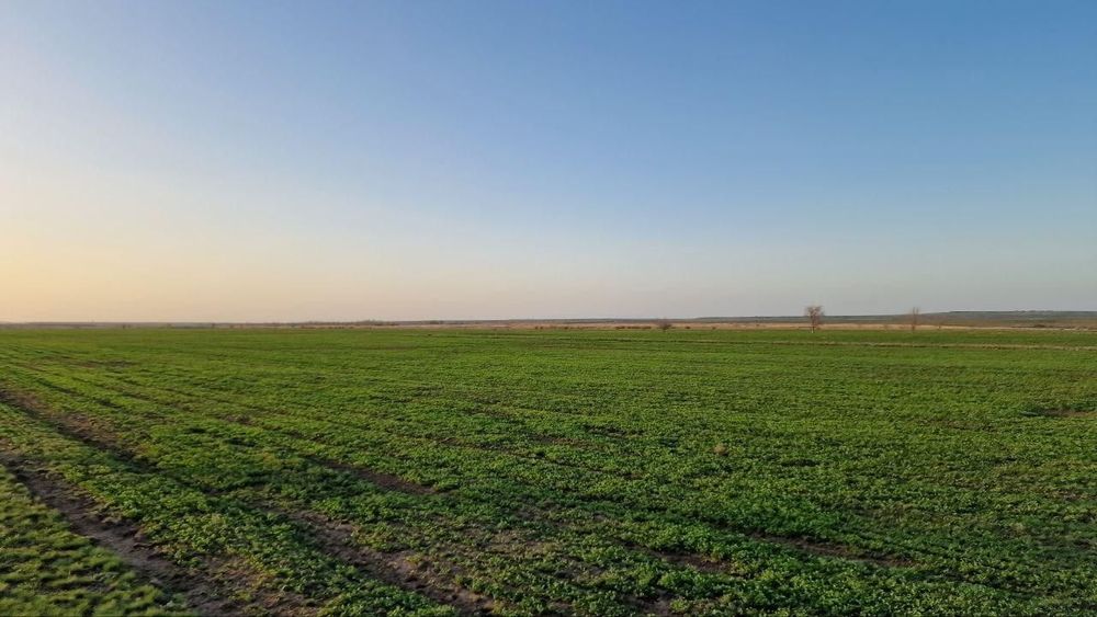 Семена Люцерны, самосад