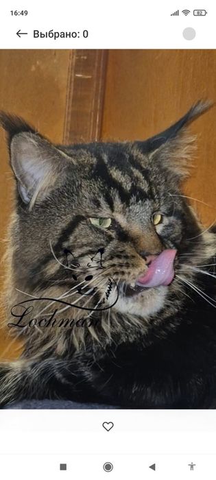 Котята породы Мейн-кун